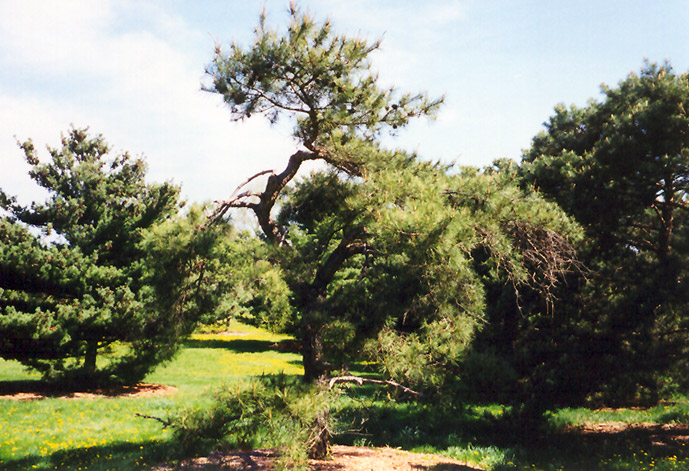 Japanese Red Pine (Pinus densiflora) at Frisella Nursery