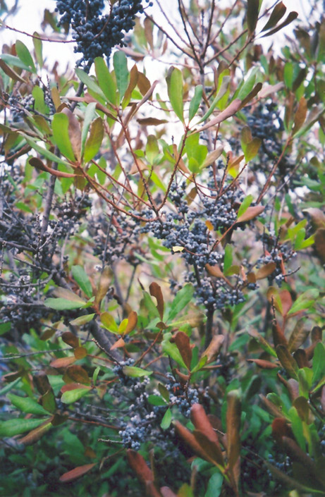 Northern Bayberry (Myrica pensylvanica) at Frisella Nursery