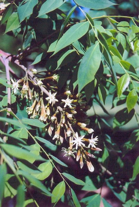 Kentucky Coffeetree (Gymnocladus dioicus) at Frisella Nursery