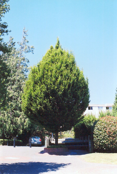 Columnar European Hornbeam (Carpinus betulus 'Columnaris') at Frisella Nursery