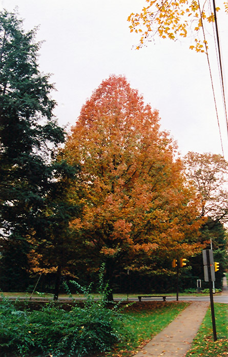 Shumard Oak (Quercus shumardii) at Frisella Nursery