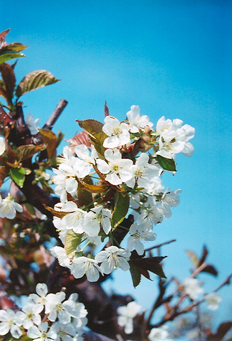 Bing Cherry (Prunus avium 'Bing') at Frisella Nursery