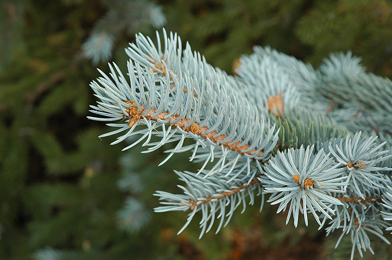 Blue Colorado Spruce (Picea pungens 'var. glauca') at Frisella Nursery