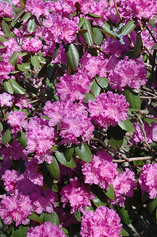 P.J.M. Rhododendron (Rhododendron 'P.J.M.') at Frisella Nursery