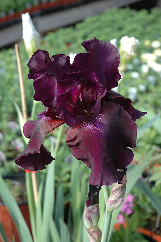Superstition Iris (Iris 'Superstition') at Frisella Nursery