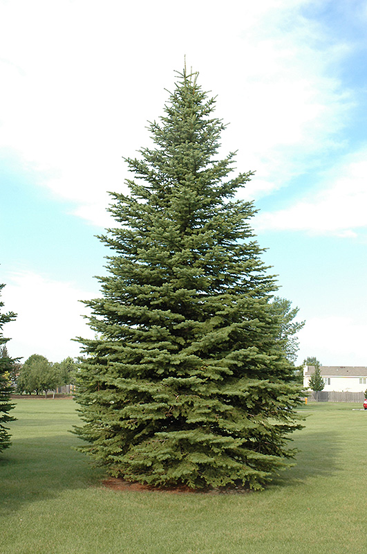 Colorado Spruce (Picea pungens) at Frisella Nursery