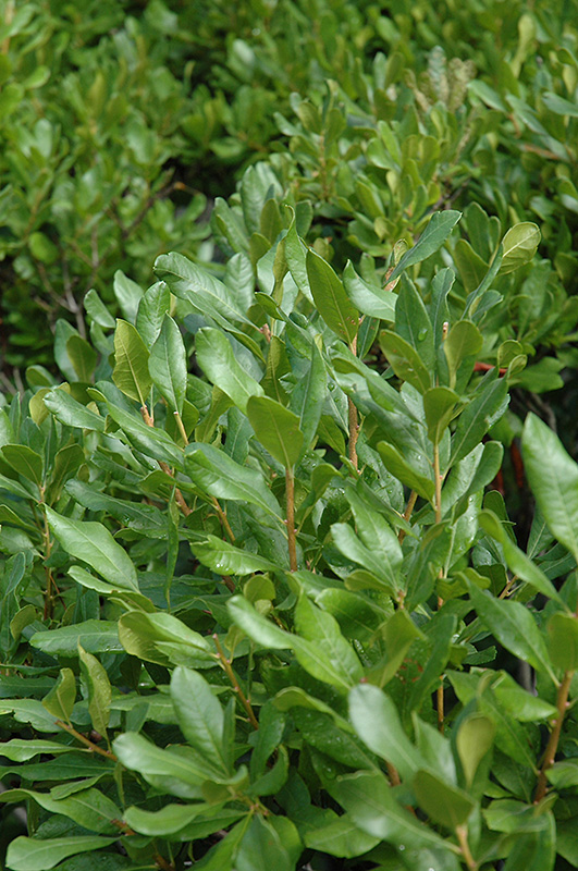 Northern Bayberry (Myrica pensylvanica) at Frisella Nursery