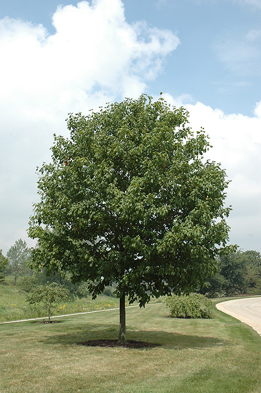 Green Column Black Maple (Acer nigrum 'Green Column') at Frisella Nursery