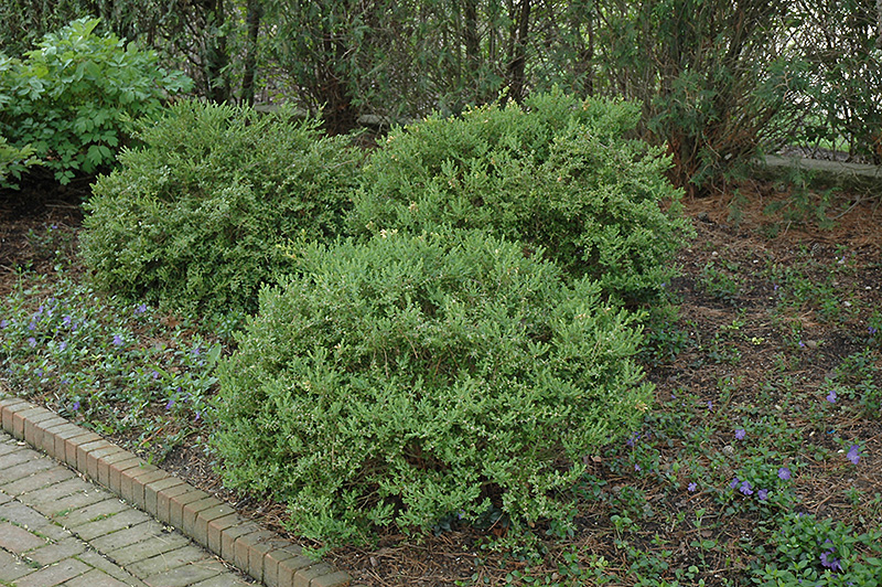 Wintergreen Boxwood (Buxus microphylla 'Wintergreen') at Frisella Nursery