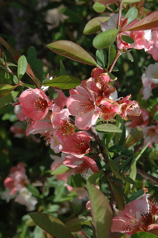 Toyo-Nishiki Flowering Quince (Chaenomeles speciosa 'Toyo-Nishiki') at Frisella Nursery