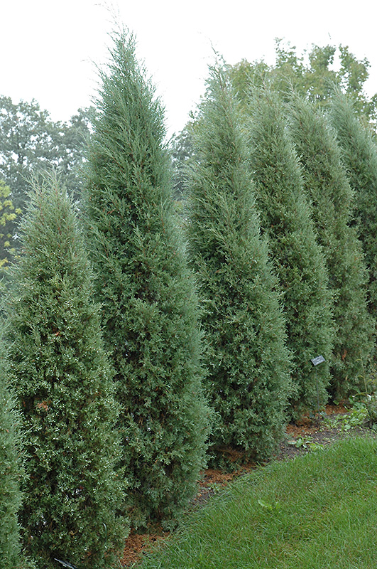 Taylor Redcedar (Juniperus virginiana 'Taylor') at Frisella Nursery