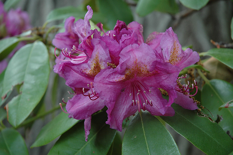 Lee's Dark Purple Rhododendron (Rhododendron catawbiense 'Lee's Dark Purple') at Frisella Nursery