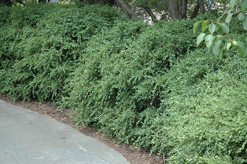 Wintergreen Boxwood (Buxus microphylla 'Wintergreen') at Frisella Nursery