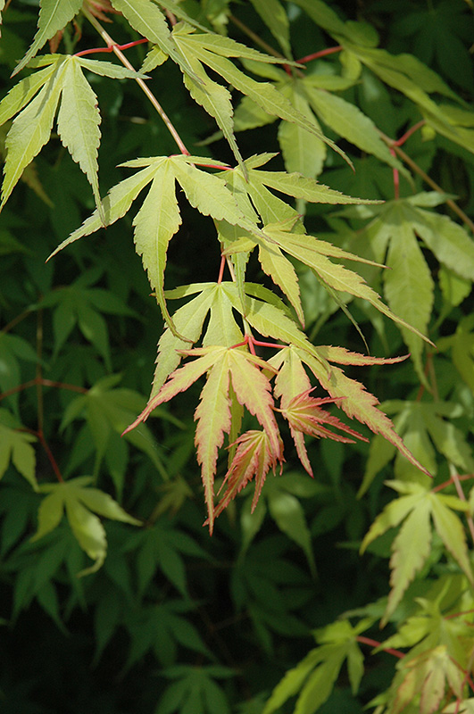 Katsura Japanese Maple (Acer palmatum 'Katsura') at Frisella Nursery