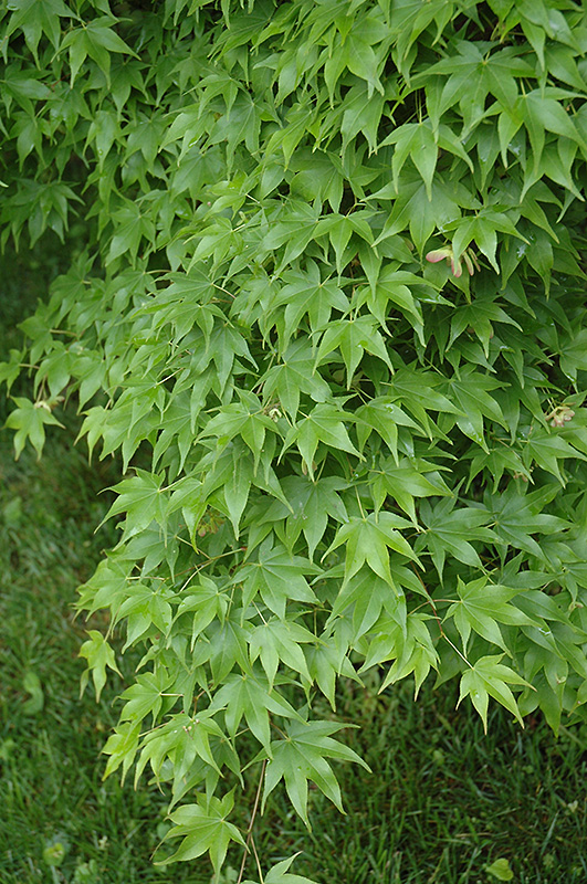 Hogyoku Japanese Maple (Acer palmatum 'Hogyoku') at Frisella Nursery