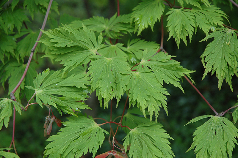 Cutleaf Fullmoon Maple (Acer japonicum 'Aconitifolium') at Frisella Nursery