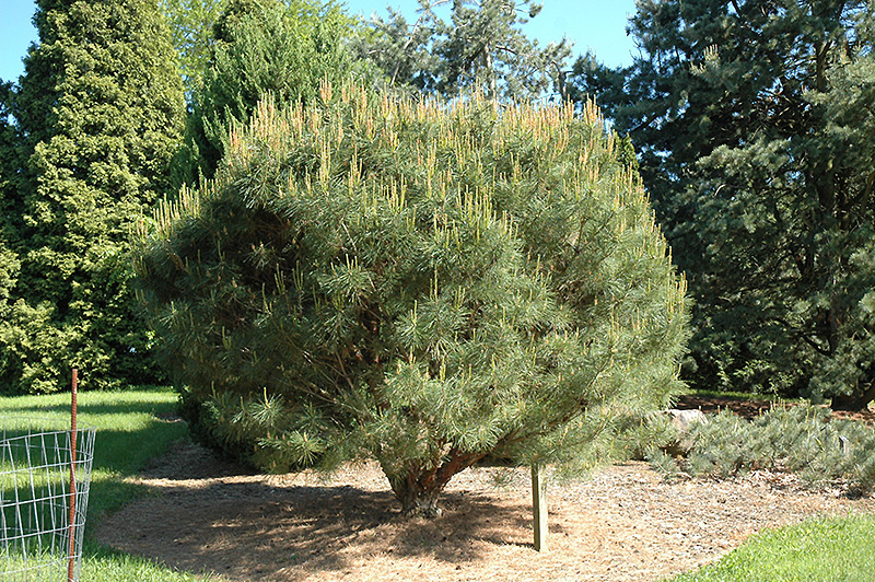 Compact Japanese Umbrella Pine (Pinus densiflora 'Umbraculifera Compacta') at Frisella Nursery