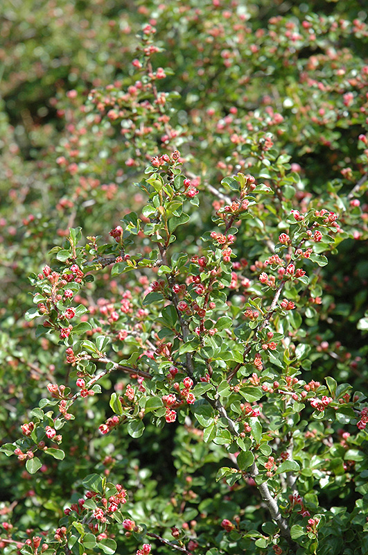 Cranberry Cotoneaster (Cotoneaster apiculatus) at Frisella Nursery