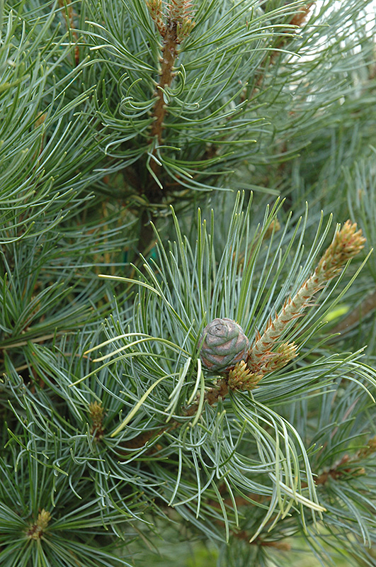 Ibo-Can Japanese White Pine (Pinus parviflora 'Ibo-Can') at Frisella Nursery