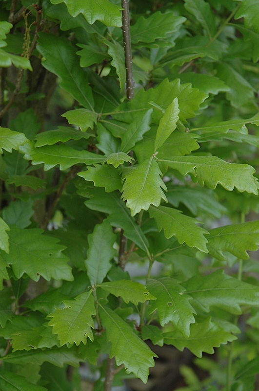 Regal Prince English Oak (Quercus 'Regal Prince') at Frisella Nursery