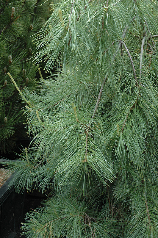 Weeping White Pine (Pinus strobus 'Pendula') at Frisella Nursery