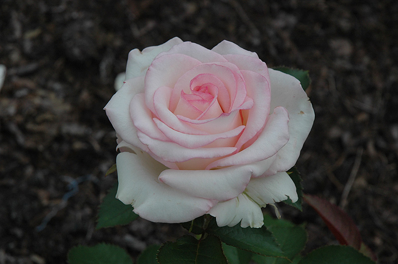 Moonstone Rose (Rosa 'Moonstone') at Frisella Nursery