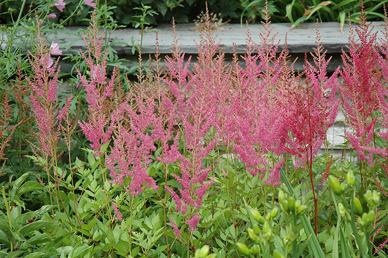 Visions in Pink Chinese Astilbe (Astilbe chinensis 'Visions in Pink') at Frisella Nursery