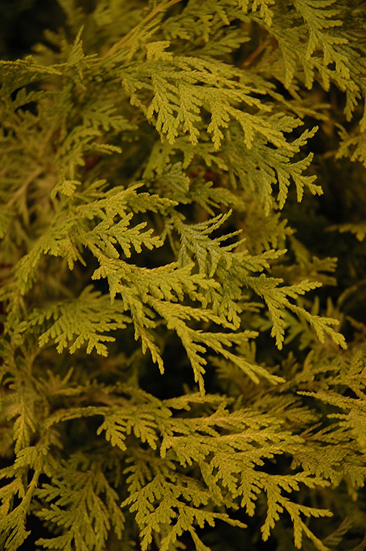 Vintage Gold Dwarf Moss Falsecypress (Chamaecyparis pisifera 'Vintage Gold') at Frisella Nursery