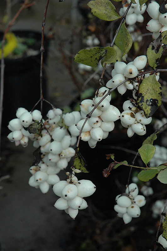 Snowberry (Symphoricarpos albus) at Frisella Nursery