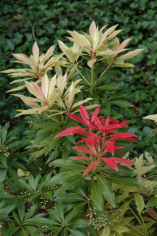 Forest Flame Japanese Pieris (Pieris japonica 'Forest Flame') at Frisella Nursery