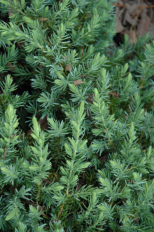 Blue Pacific Shore Juniper (Juniperus conferta 'Blue Pacific') at Frisella Nursery