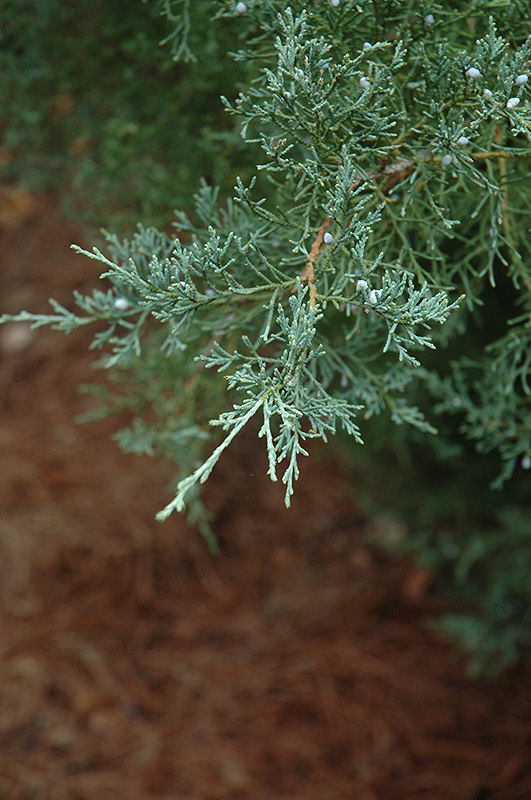 Burk's Redcedar (Juniperus virginiana 'Burkii') at Frisella Nursery