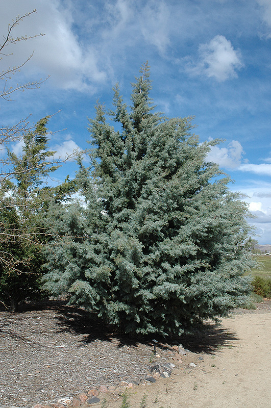 Arizona Cypress (Cupressus arizonica) at Frisella Nursery