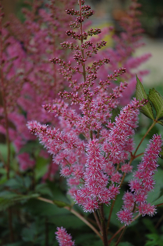 Maggie Daley Astilbe (Astilbe chinensis 'Maggie Daley') at Frisella Nursery