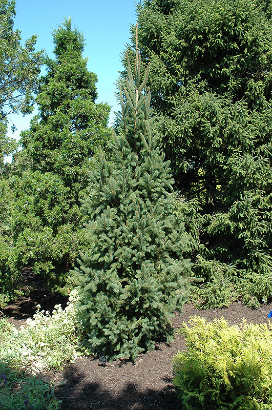 Columnar Norway Spruce (Picea abies 'Cupressina') at Frisella Nursery