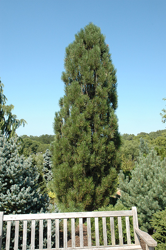 Arnold Sentinel Austrian Pine (Pinus nigra 'Arnold Sentinel') at Frisella Nursery