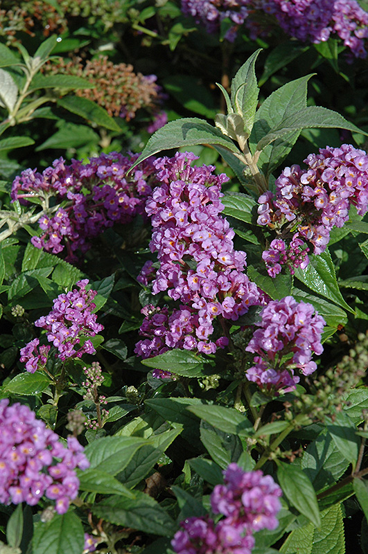 Lo & Behold Purple Haze Butterfly Bush (Buddleia 'Purple Haze') at Frisella Nursery