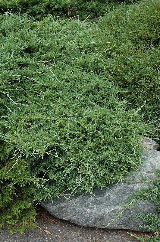 Sea Spray Juniper (Juniperus chinensis 'Sea Spray') at Frisella Nursery