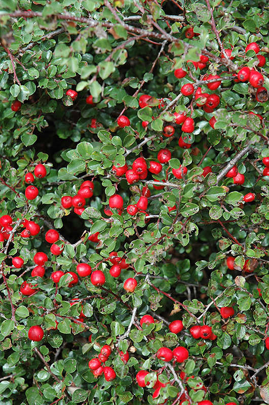 Cranberry Cotoneaster (Cotoneaster apiculatus) at Frisella Nursery