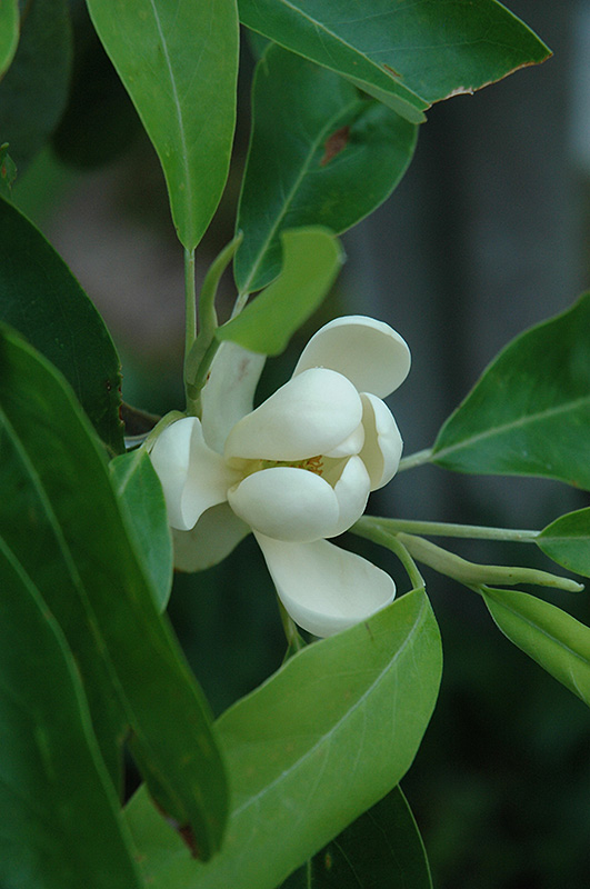 Sweetbay Magnolia (Magnolia virginiana) at Frisella Nursery