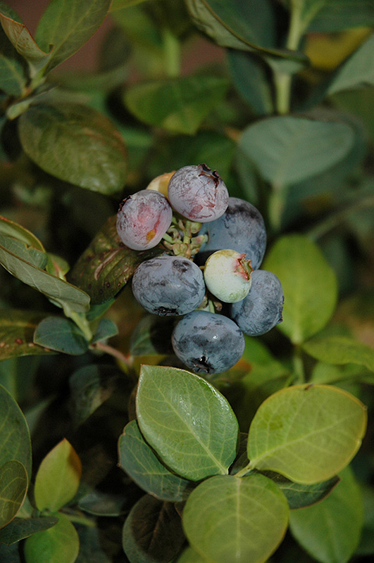 Peach Sorbet Blueberry (Vaccinium 'ZF06-043') at Frisella Nursery