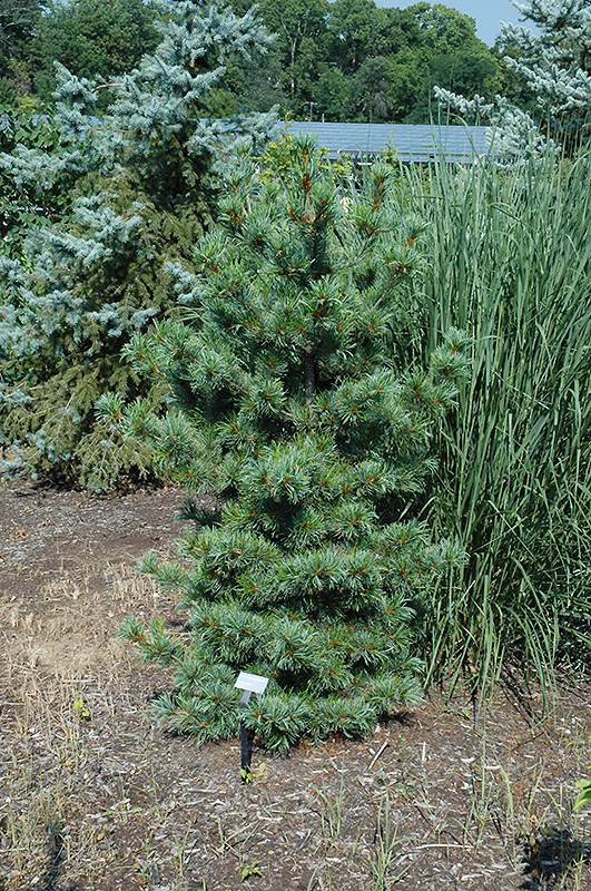Ibo-Can Japanese White Pine (Pinus parviflora 'Ibo-Can') at Frisella Nursery