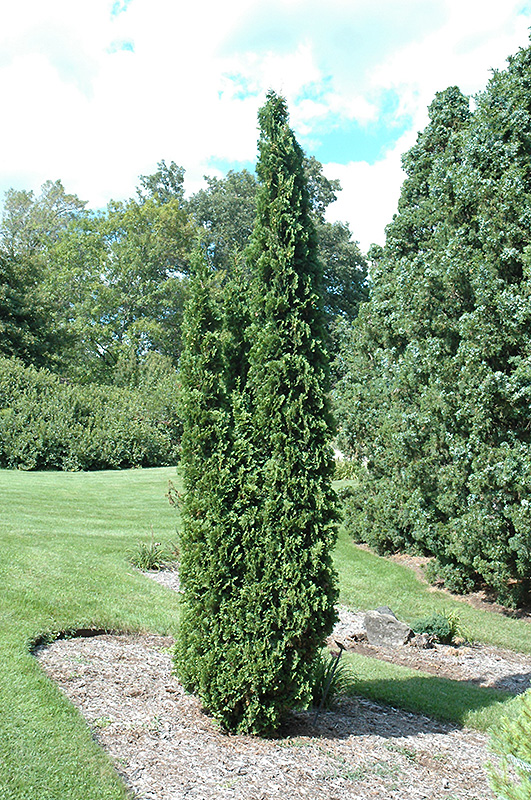 Degroot's Spire Arborvitae (Thuja occidentalis 'Degroot's Spire') at Frisella Nursery