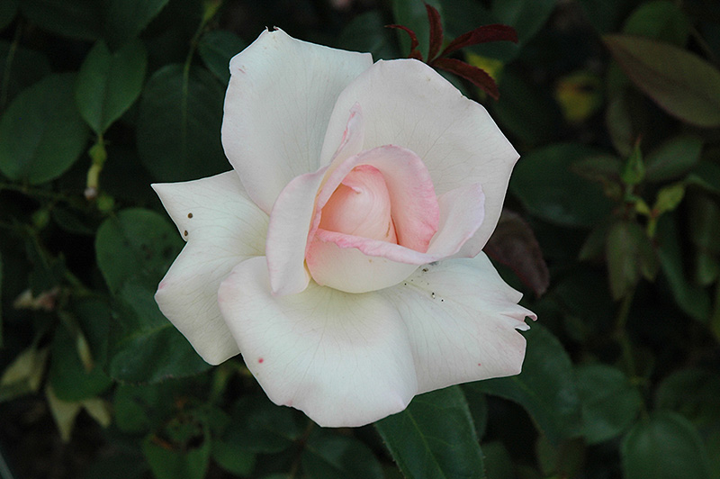 Pink Promise Rose (Rosa 'Pink Promise') at Frisella Nursery