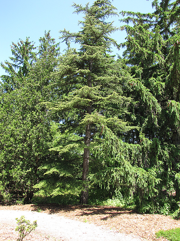 Cedar of Lebanon (Cedrus libani) at Frisella Nursery