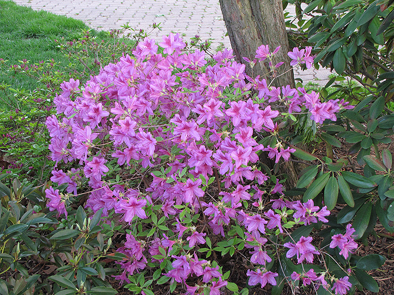 Girard's Karen Azalea (Rhododendron 'Girard's Karen') at Frisella Nursery