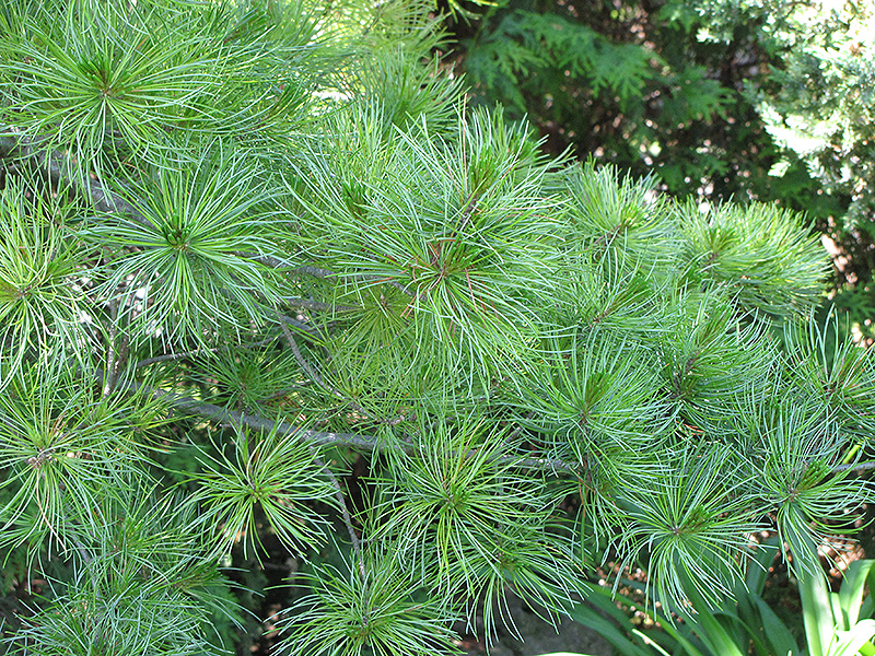 Japanese White Pine (Pinus parviflora) at Frisella Nursery