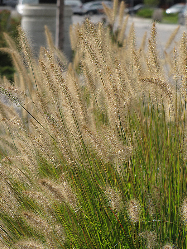 Hameln Dwarf Fountain Grass (Pennisetum alopecuroides 'Hameln') at Frisella Nursery