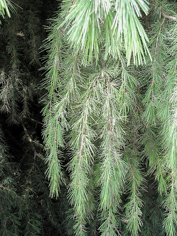 Kashmir Deodar Cedar (Cedrus deodara 'Kashmir') at Frisella Nursery