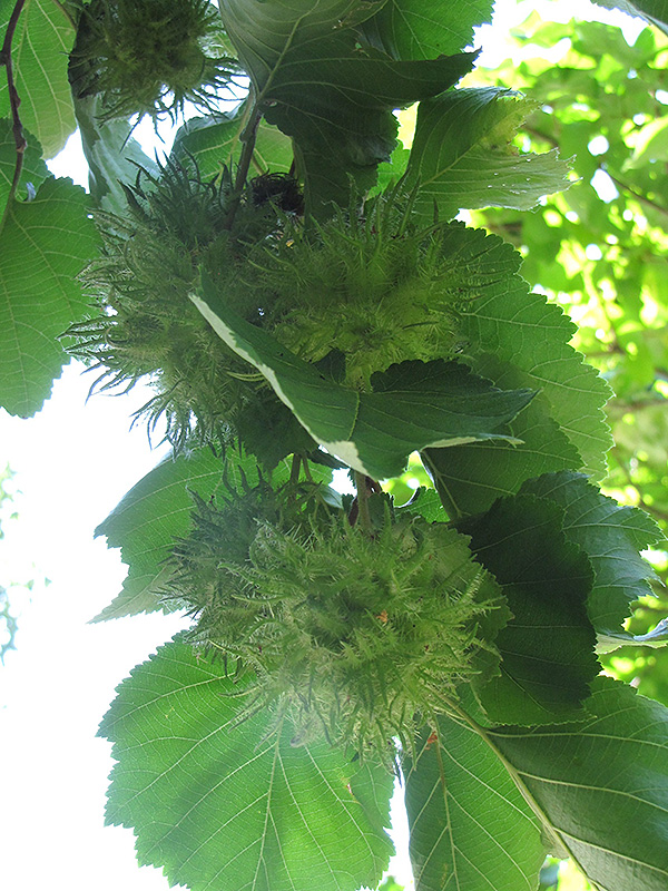 Turkish Hazelnut (Corylus colurna) at Frisella Nursery